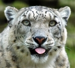 Gray SnowLeopard Felix