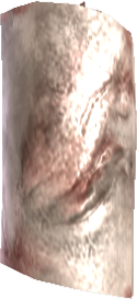 Picture of Caudatergus Skin