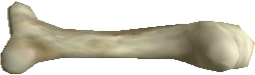 Picture of Argonaut Bone