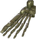 Picture of Skeleton Foot