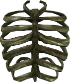 Picture of Skeleton Ribs