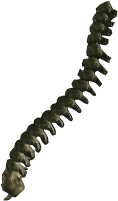 Picture of Skeleton Spine