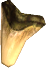 Picture of Hogglo Tooth